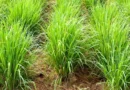 राष्ट्रीय बागवानी बोर्ड की एक महत्वपूर्ण पहल
