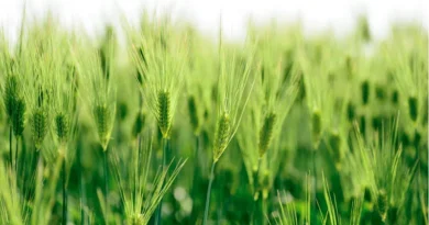 पीला रतुआ को हराकर किसानों को मालामाल करेगी गेहूं की किस्म डी.बी.डब्ल्यू 316, जानिए इसकी खासियत