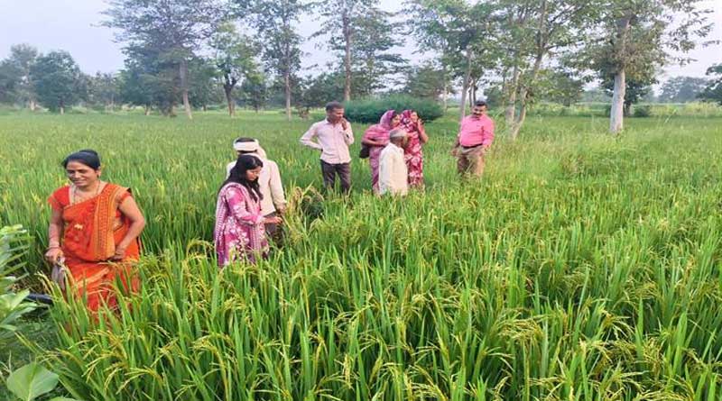किसानों के लिए वरदान साबित हो रही प्राकृतिक खेती