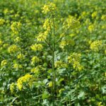 धान कटाई के बाद खेतों में उगाएं पूसा सरसों 32: सिर्फ 132 दिन में होगी तैयार, मिलेगी 30 क्विंटल तक पैदावार