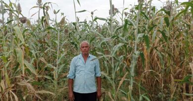 विलुप्त होते देसी ज्वार बीज को बचाने का जतन