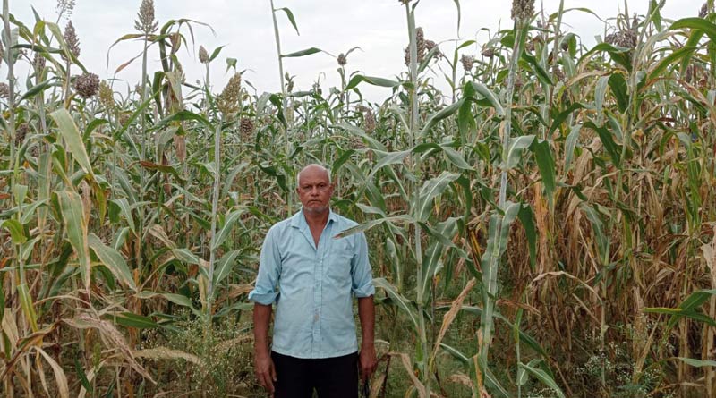 विलुप्त होते देसी ज्वार बीज को बचाने का जतन