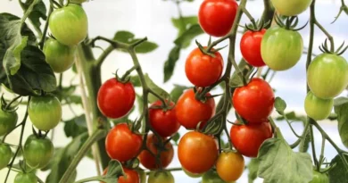 टमाटर उत्पादन में देश में नंबर-1 है मध्यप्रदेश