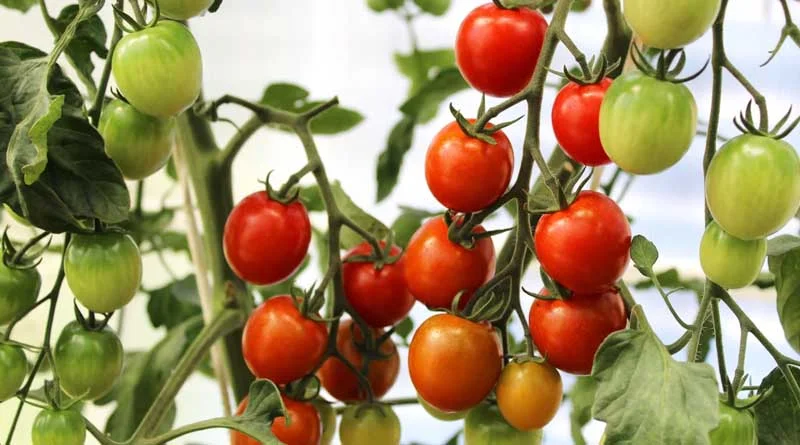 टमाटर उत्पादन में देश में नंबर-1 है मध्यप्रदेश