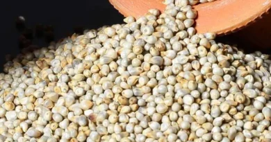 IMD का अलर्ट: पूर्व, दक्षिण और उत्तर-पश्चिम भारत में भारी बारिश के आसार, जानें आज का मौसम अपडेट