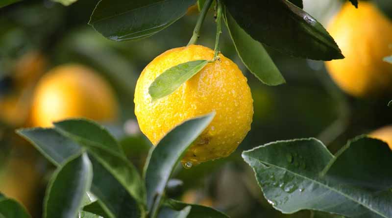 नींबू की फसल पर फल मक्खी का प्रकोप? पूसा विशेषज्ञों की ये टिप्स अपनाए