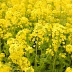 सितंबर-अक्टूबर में करें तोरिया व सरसों की इन टॉप अगेती किस्मों की बुवाई, बेहतर होगी पैदावार