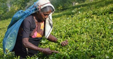 चाय किसानों के लिए खुशखबरी: बिहार सरकार पत्ते रखने के लिए गोदाम पर देगी 50% अनुदान