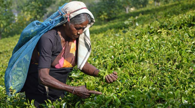 चाय किसानों के लिए खुशखबरी: बिहार सरकार पत्ते रखने के लिए गोदाम पर देगी 50% अनुदान