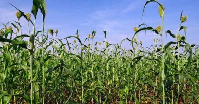 रायसेन जिले में 16 हजार से अधिक किसानों ने कराया पंजीयन