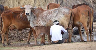 पशुओं में खुरपका और मुंहपका बीमारी के बचाव हेतु टीकाकरण जारी