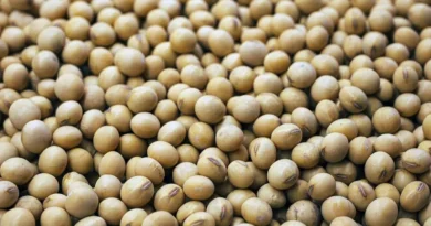 भावांतर योजना: 4 दिन में मध्यप्रदेश में 26 हजार टन हुई सोयाबीन खरीदी, पहला मॉडल भाव 7 नवंबर को होगा घोषित भावांतर योजना: 4 दिन में मध्यप्रदेश में 26 हजार टन हुई सोयाबीन खरीदी, पहला मॉडल भाव 7 नवंबर को होगा घोषित