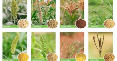 कोदो-कुटकी फसल का पंजीयन 24 अक्टूबर तक