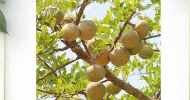 कृषि महाविद्यालय खंडवा के विद्यार्थी बना रहे हैं “डिजिटल हरबेरियम”