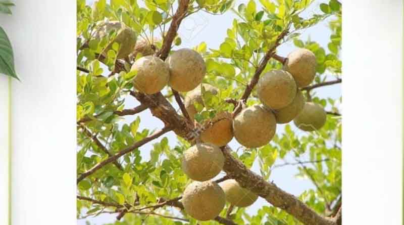 कृषि महाविद्यालय खंडवा के विद्यार्थी बना रहे हैं “डिजिटल हरबेरियम”