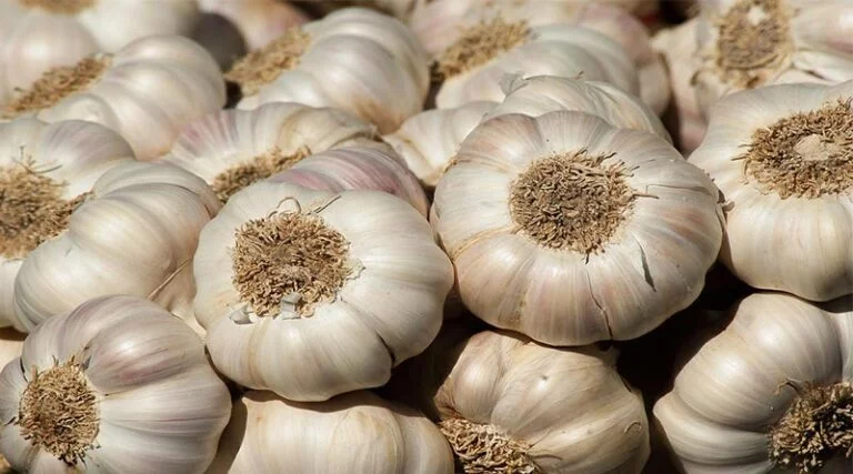 Garlic Price: मध्यप्रदेश की भोपाल मंडी में 8850 रुपये/क्विंटल पहुंचा लहसुन का भाव, जानें राज्य के सभी मंडियों के रेट