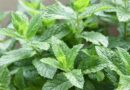 गुणों से भरपूर सुपारी पुदीना – प्राकृतिक ताजगी और औषधीय शक्ति