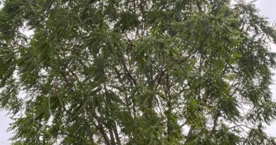 घोड़ा नीम (बकाइन): जैव विविधता और बहुउपयोगिता का साथी