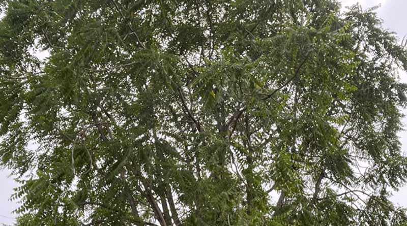 घोड़ा नीम (बकाइन): जैव विविधता और बहुउपयोगिता का साथी