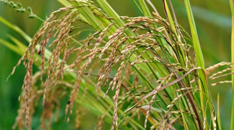 राजस्थान के किसानों को राहत, कटाई के बाद बारिश से खराब हुई फसल मिलेगा मुआवजा, 72 घण्टे में देनी होगी सूचना