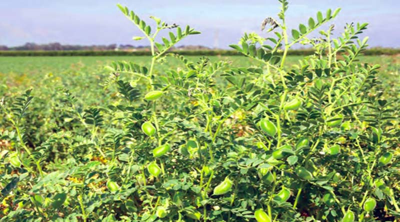 चने की फसल में उकठा और जड़ सड़न से छुटकारा, ये सस्ती बीज उपचार विधि अपनाकर दोगुनी करें उपज