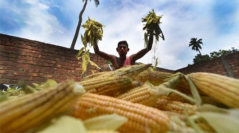 मक्के के दाम सितंबर 2025 में गिरे: बढ़ी हुई बोआई और मंडी की आवक से दबाव
