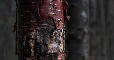 राष्ट्रीय जैव विविधता प्राधिकरण की ऐतिहासिक पहल