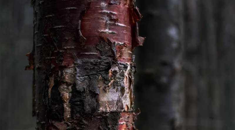 राष्ट्रीय जैव विविधता प्राधिकरण की ऐतिहासिक पहल