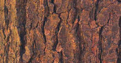 एनबीए ने लाल चंदन उगाने वाले किसानों के लिए दिए 55 लाख रुपए, जैविक संसाधनों का बढ़ेगा संरक्षण   एनबीए ने लाल चंदन उगाने वाले किसानों के लिए दिए 55 लाख रुपए, जैविक संसाधनों का बढ़ेगा संरक्षण