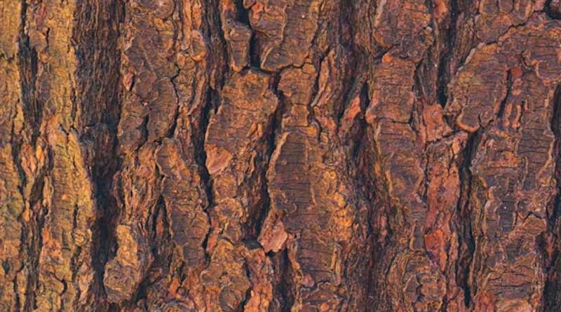 एनबीए ने लाल चंदन उगाने वाले किसानों के लिए दिए 55 लाख रुपए, जैविक संसाधनों का बढ़ेगा संरक्षण