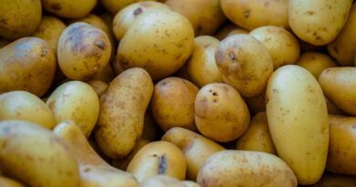 धनुका एग्रीटेक ने किसानों को दी झुलसा व फफूंदी रोगों से आलू फसल की सुरक्षा के उपाय 