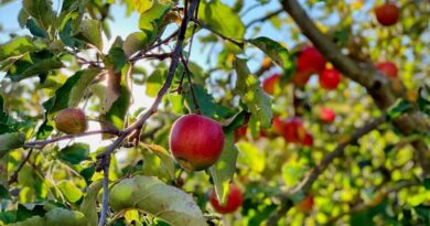 कश्मीर के सेब बागानों में लीफ माइनर की बढ़ती समस्या का कारण जलवायु परिवर्तन बताया गया