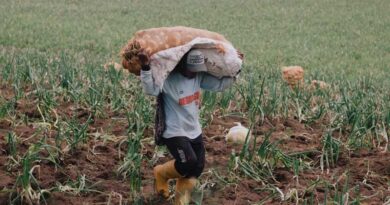 श्रीलंका में प्याज खरीद के नए आकार और गुणवत्ता नियम, किसानों का फिर विरोध
