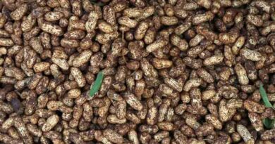 अक्टूबर-नवंबर में किसान ऐसे करें मूंगफली की खेती, कम लागत में होगा लाखों का मुनाफा; जानिए पूरी जानकारी  