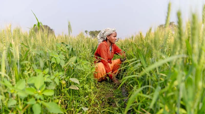 सरकार ने खाद नियंत्रण आदेश में किया बड़ा बदलाव, पशु-आधारित बायोस्टिमुलेंट हुए बंद