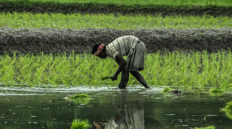 राजस्थान में 3 अक्टूबर से शुरू होगा विकसित कृषि संकल्प अभियान, किसानों को सिखाई जाएगी खेती की नई तकनीक