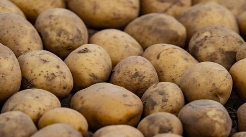 Potato Mandi Rates: यूपी की मंडियों में आज 700 से 2230 रुपए प्रति क्विंटल तक बिका आलू, जानिए ताजा रेट