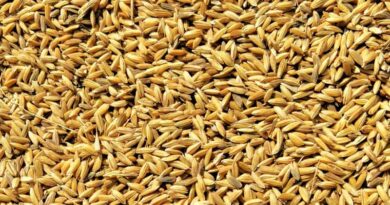 यूपी के किसानों के लिए खुशखबरी: 48 घंटे में हो रहा भुगतान, अब तक 44,127 मीट्रिक टन धान की हुई खरीद