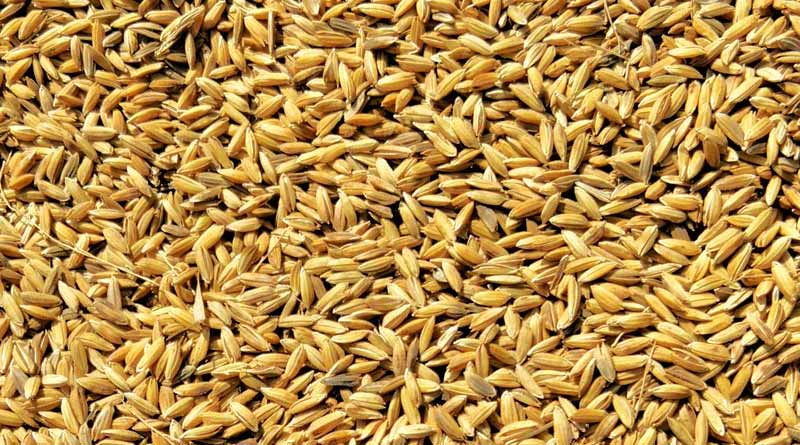 यूपी के किसानों के लिए खुशखबरी: 48 घंटे में हो रहा भुगतान, अब तक 44,127 मीट्रिक टन धान की हुई खरीद