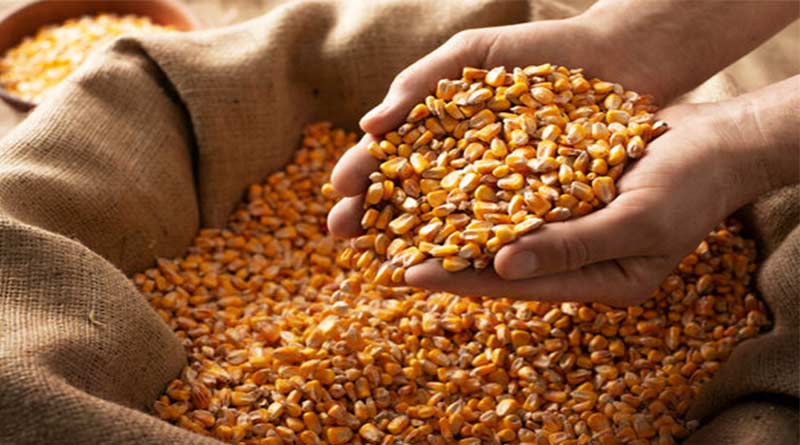  उप मण्डी पलसूद में मक्का नीलामी का श्री गणेश