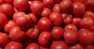 Tomato Price: उत्तर प्रदेश की मंडियों में टमाटर का औसत भाव ₹2057, सहारनपुर में किसानों को मिला ₹2400 तक का भावTomato Price: उत्तर प्रदेश की मंडियों में टमाटर का औसत भाव ₹2057, सहारनपुर में किसानों को मिला ₹2400 तक का भाव