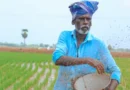 रबी सीजन के लिए सिंगल सुपर फॉस्फेट की बिक्री दरें निर्धारित