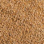 मध्य भारत के किसानों के लिए वरदान बनी करन मंजरी गेहूं किस्म, एक हेक्टेयर में देगी 56.5 क्विंटल तक उपज