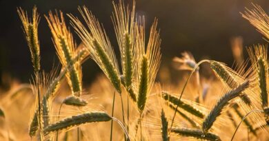 रबी फसलों की बुवाई: किसानों को सलाह