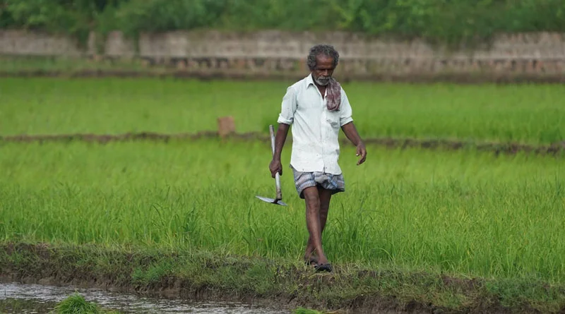 MP में धान, ज्वार और बाजरा के लिए MSP पंजीयन में रिकॉर्ड बढ़ोतरी, 8.53 लाख किसानों ने कराया रजिस्ट्रेशन