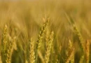 गेंहू की उन्नत DBW 222 किस्म से पाएं बंपर पैदावार, जानिए हाई यील्ड वैरायटी के फायदे