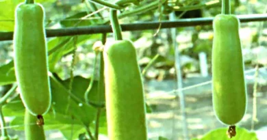 टमाटर-लौकी जैसी सब्जियों की खेती पर मध्यप्रदेश सरकार देगी 90% तक सब्सिडी, इन किसानों को मिलेगा लाभ