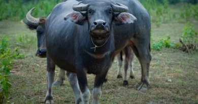 डॉ. भीमराव अंबेडकर कामधेनु योजना: डेयरी फार्मिंग के लिए MP सरकार दे रही 42 लाख रुपए तक की सब्सिडी, ऐसे करें आवेदन  