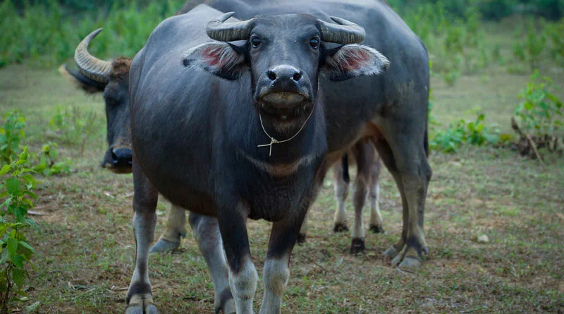 डॉ. भीमराव अंबेडकर कामधेनु योजना: डेयरी फार्मिंग के लिए MP सरकार दे रही 42 लाख रुपए तक की सब्सिडी, ऐसे करें आवेदन