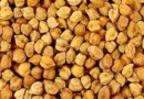 कृषि विज्ञान केन्द्र हरदा में चना बीज पूसा पार्वती उपलब्ध